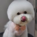 놀러와캣독 이미지