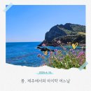 성산 | 제주 혼자 여행하기 좋은 종달리 마을과 성산 후기