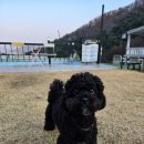 이호운동장 | 가평 애견 펜션 <개댁> 내돈내산 방문 후기