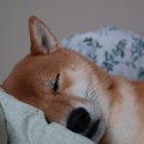 꿈 이미지