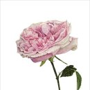 보태니컬아트 이미지