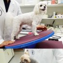 서울동물영상종양센터 이미지