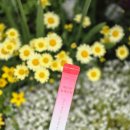 피부 관리 &amp; 다이어트 음식 추천 매끈차 야채 과일 농축스틱 후기