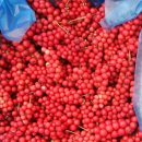 머루랑다래랑 이미지