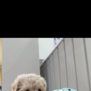 멍벤져스 이미지