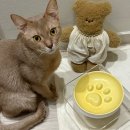 참참 | [고양이슬로우식기] 유일앤펫 참참볼 미니 고양이식기 사용후기