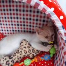 북덕이농장 Daum카페