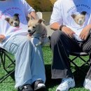 태안 알로하오에 애견풀빌라 | [태안] 태안 애견동반 풀빌라 : 태안 알로하오에