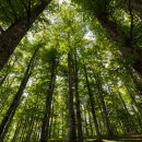 관동한우 이미지