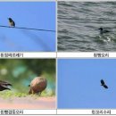 낙동강관리본부 대저생태공원 5 이미지