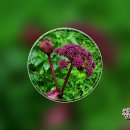 여름꽃 영상기행, 8월의 꽃 F, 참당귀꽃, 개당귀꽃.... 이미지