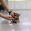 펫퍼스트 24시 강아지분양고양이분양 용인점 이미지