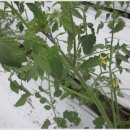 유기농방울토마토와 수정벌의 만남 이미지