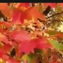 autumn leaves(Eric Clapton) 이미지