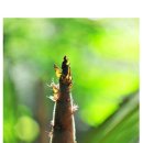 자라는나무 이미지