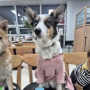 더셀 | [공지] 보더콜리·시바 믹스·포메라니안 강아지 영양제, 프롬더셀 생애 주기별 실제 급여 후기