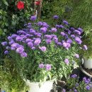 인간분수 이미지