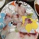 수진좌대 이미지