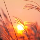 하늘공원 이미지