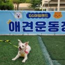 지지 아일랜드 바베큐 캠핑