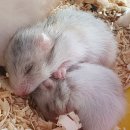 패러그린샵 명지점 | 부산햄스터분양, 귀엽고 아기자기한 챗바퀴, 패러그린샵 대연점