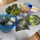 오발탄(주)에이치알푸드 | [축복이] 둘째 임신 일기