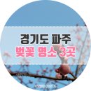 서울 근교 파주 벚꽃 명소 3곳 (놀노천, 밤고지마을, 오산리기도원) 현재 벚꽃 개화 상황