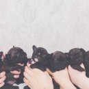 부산강아지분양 브라비펫 네이버블로그