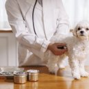 투게더 동물병원 이미지