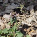 자주광대나물 Lamium purpureum L. 종 이미지