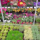 계림꽃농원 이미지