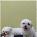 행복한 애견 미용 이미지