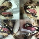 젬마동물병원 이미지