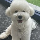 오프독 반려견 종합교육문화센터 이미지