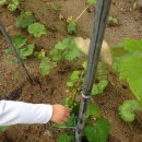 욱일농원 이미지