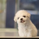 도그마루 강아지 고양이 울산점 이미지