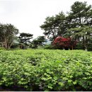 목면시배유지 이미지