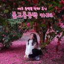 남원읍-100 | 겨울 2월 제주도 가볼만한 곳 | 볼고롱동백 카페 동백꽃명소 끝물 실시간 솔직후기