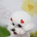 포비 펫 살롱 이미지