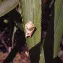 바둑이농장 이미지