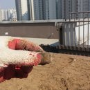 하늘농장 이미지