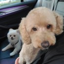 사랑옵개 이미지