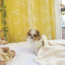 부산강아지분양 고양이분양 베스트펫 본점 이미지