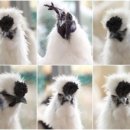 닭키우는 회장님 이미지