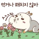 명돌캠프 이미지