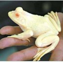 황금개구리 이미지