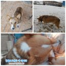 강아지&고양이 마을 이미지