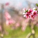 복사꽃피는마을 이미지