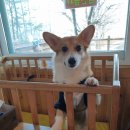 송내초교 사거리(송내초교) 이미지