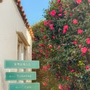 동백4로 | 제주 겨울여행 동백꽃 명소│겨울 동백포레스트 인생샷 촬영 후기